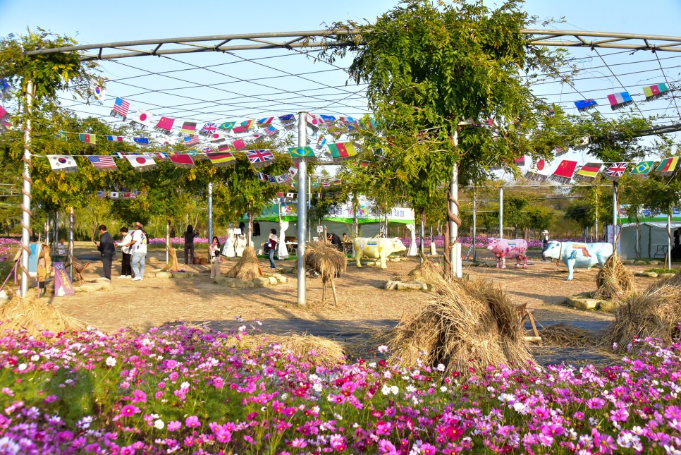 함평국화축제 가을꽃축제 함평 가볼만한곳