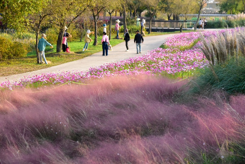 함평국화축제 가을꽃축제 함평 가볼만한곳