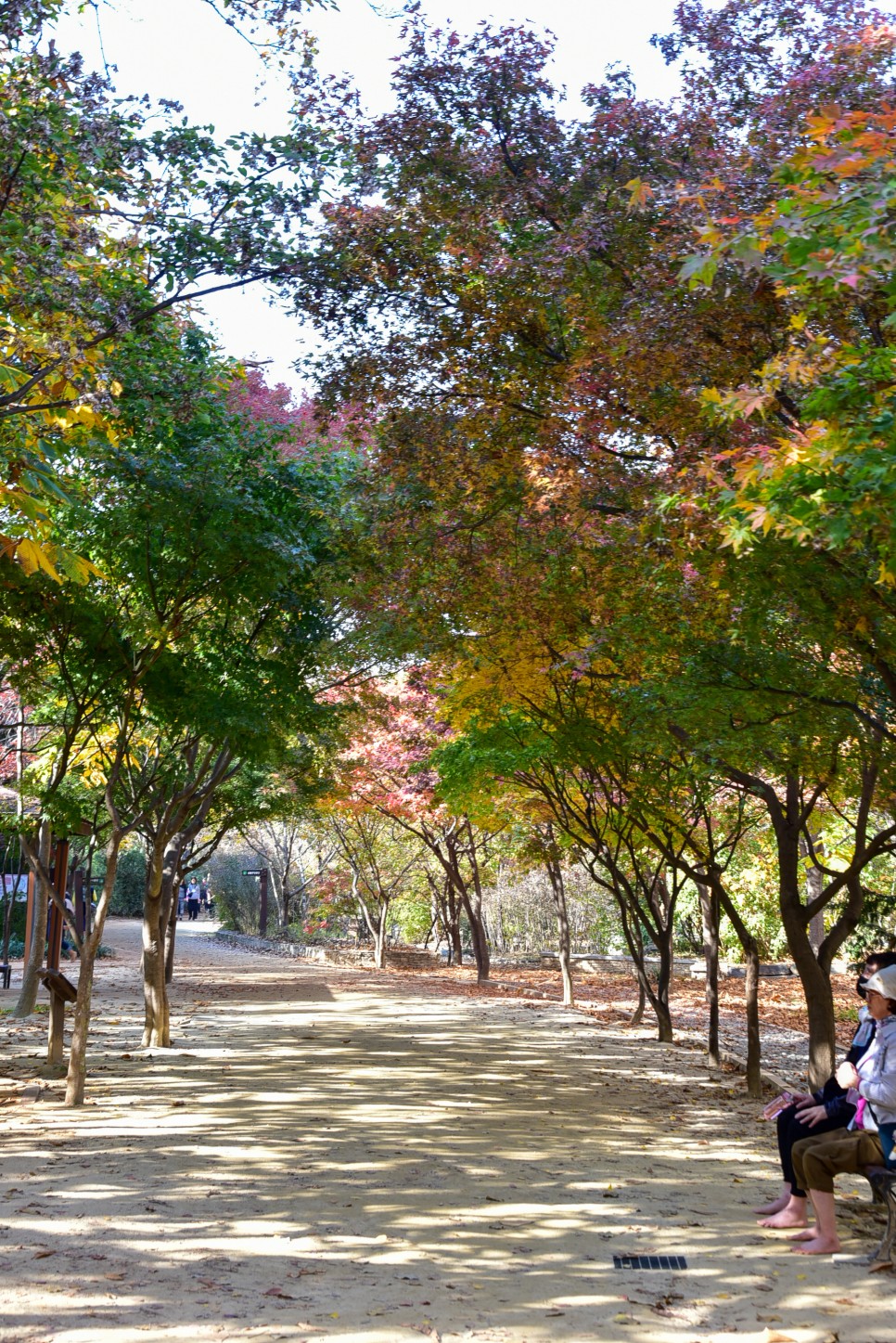 대구 가볼만한곳 대구 수목원 대구 단풍 명소