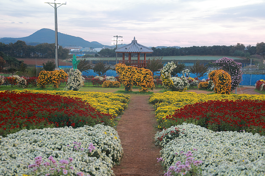 충남 서산 국화축제 가을 꽃축제 놀거리 가을 꽃구경