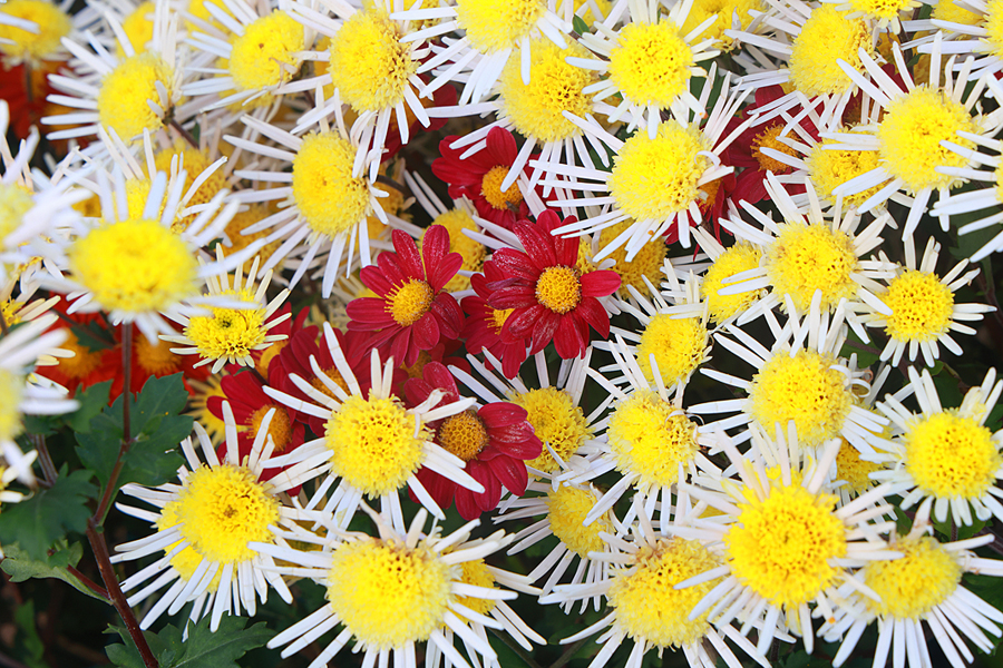 충남 서산 국화축제 가을 꽃축제 놀거리 가을 꽃구경