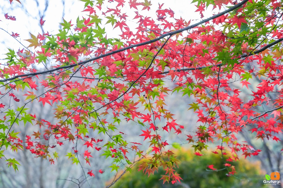 공주 여행코스 볼거리 유명한절 공주 갑사 단풍