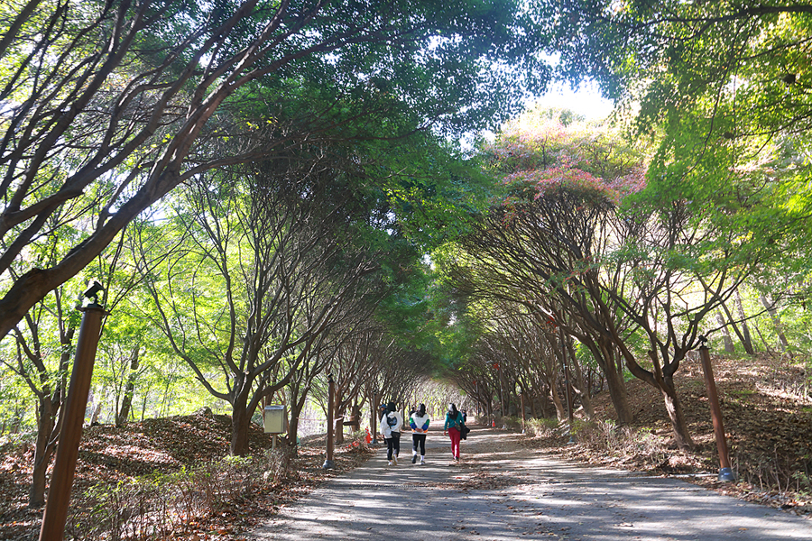 가을 단풍 명소 천안 독립기념관 단풍나무숲길 위치 산책로 볼거리 천안 데이트 코스