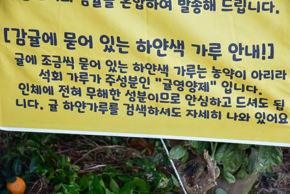 제주도감귤체험 추억의 제주공항근처감귤체험  달달미깡