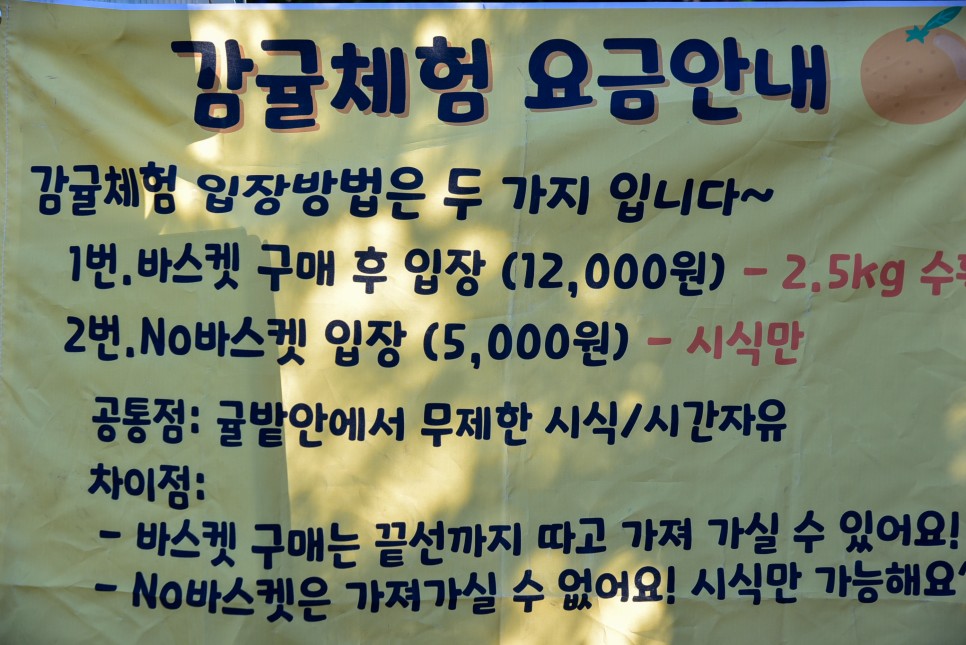 제주도감귤체험 추억의 제주공항근처감귤체험  달달미깡