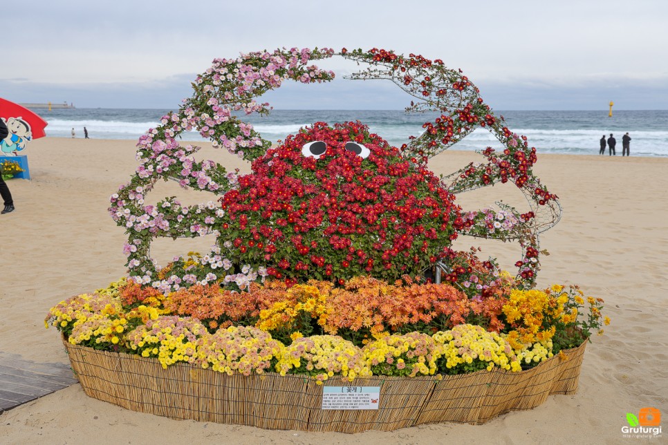 삼척 새천년해안도로 바다 삼척 해변 볼거리 국화전시회