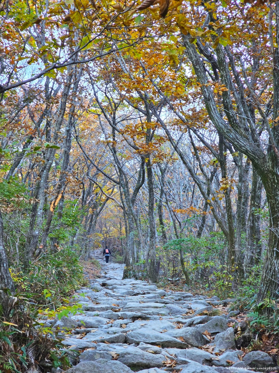 노고단 등산 가을 산행 초보 등산 코스 추천 편도 3km 걷기 후기