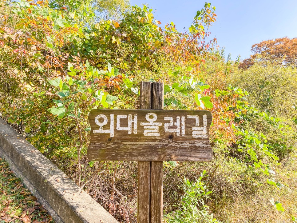 용인 가볼만한곳 단풍 명소 한국외국어대학교 산책로 데이트 코스