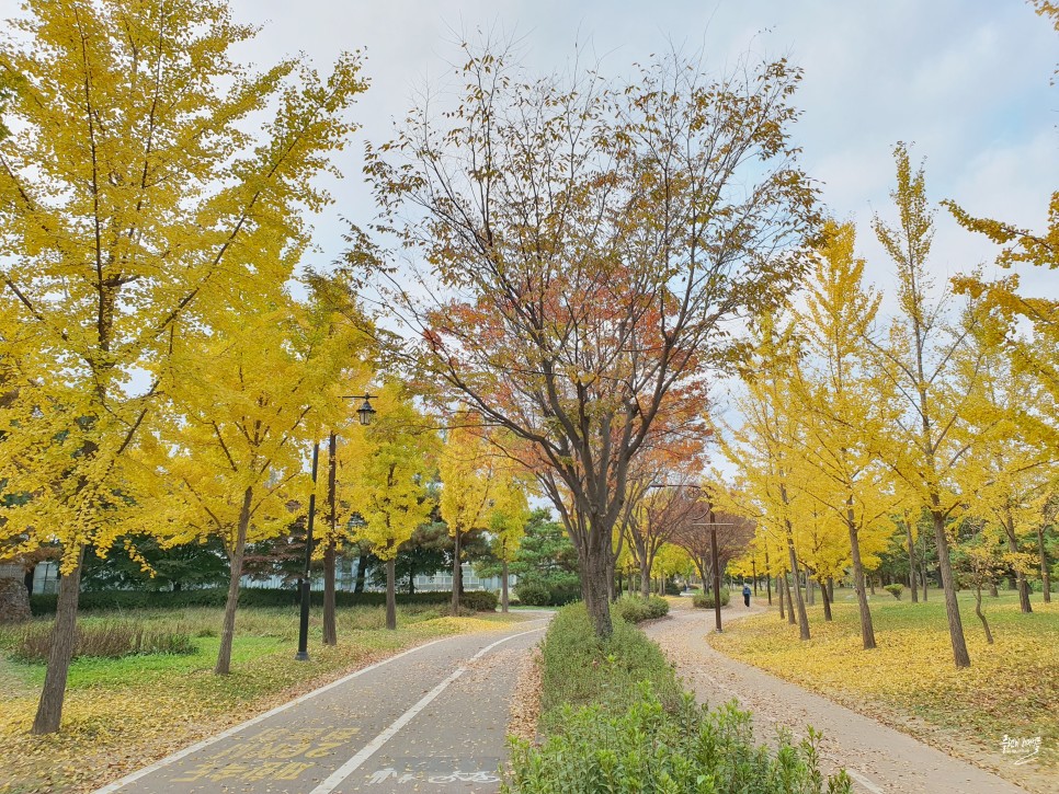 경기도 가을여행지 단풍명소 일산호수공원 메타세콰이어길