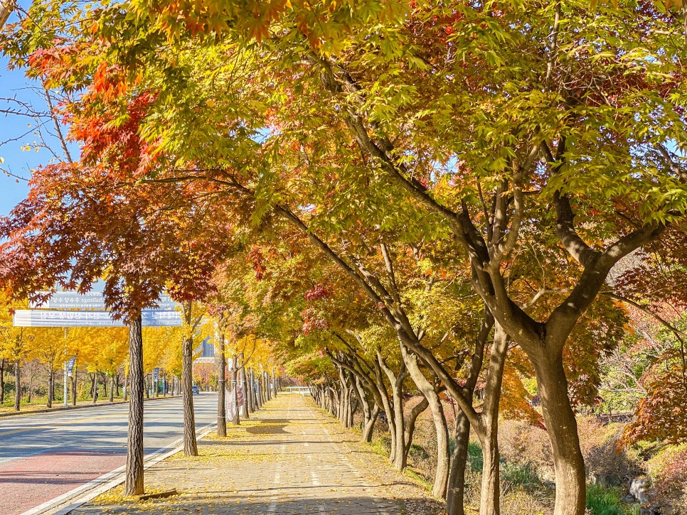 용인 가볼만한곳 단풍 명소 한국외국어대학교 산책로 데이트 코스