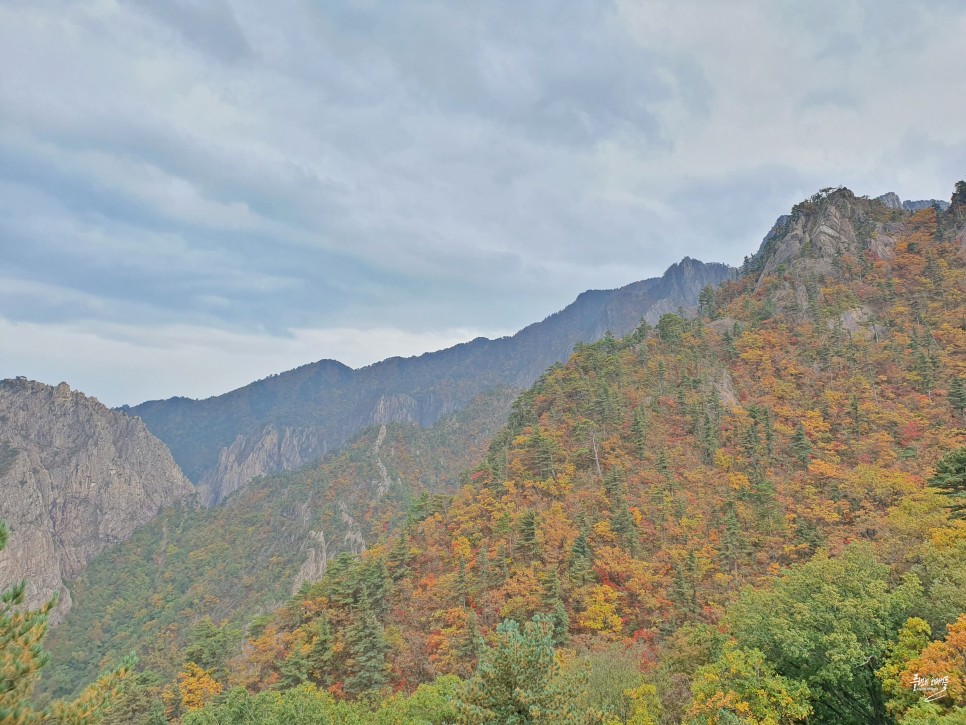 가을 단풍 명소 설악산 단풍 구경 여행 드라이브 코스