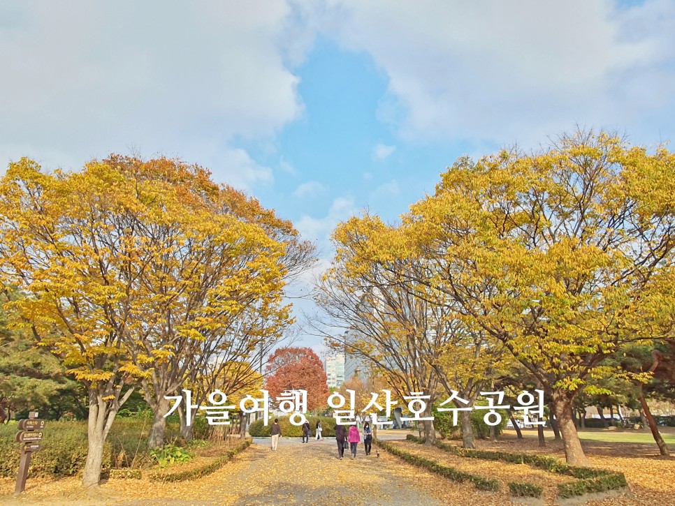 경기도 가을여행지 단풍명소 일산호수공원 메타세콰이어길