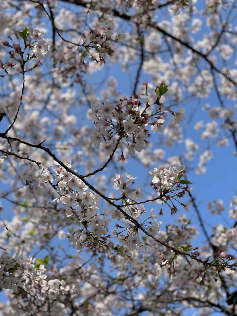 후쿠오카 4월 날씨 / 일본여행 와이파이 도시락