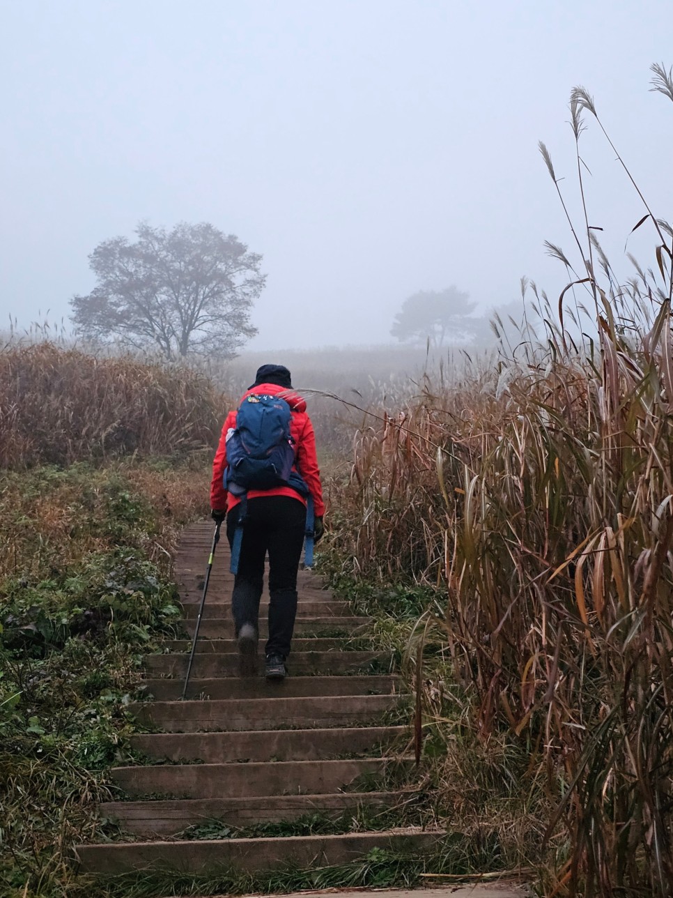 민둥산 최단 등산 가을 산행 3km 걷기 후기 초보 등산 코스 추천