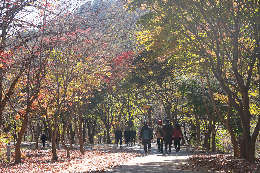 서울대학교 관악수목원 임시 개방 안양예술공원 단풍 여행