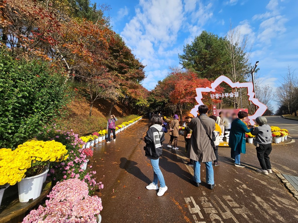 청주 근교 단풍 명소 천안 독립기념관 단풍나무숲길 올해는 실망이야!