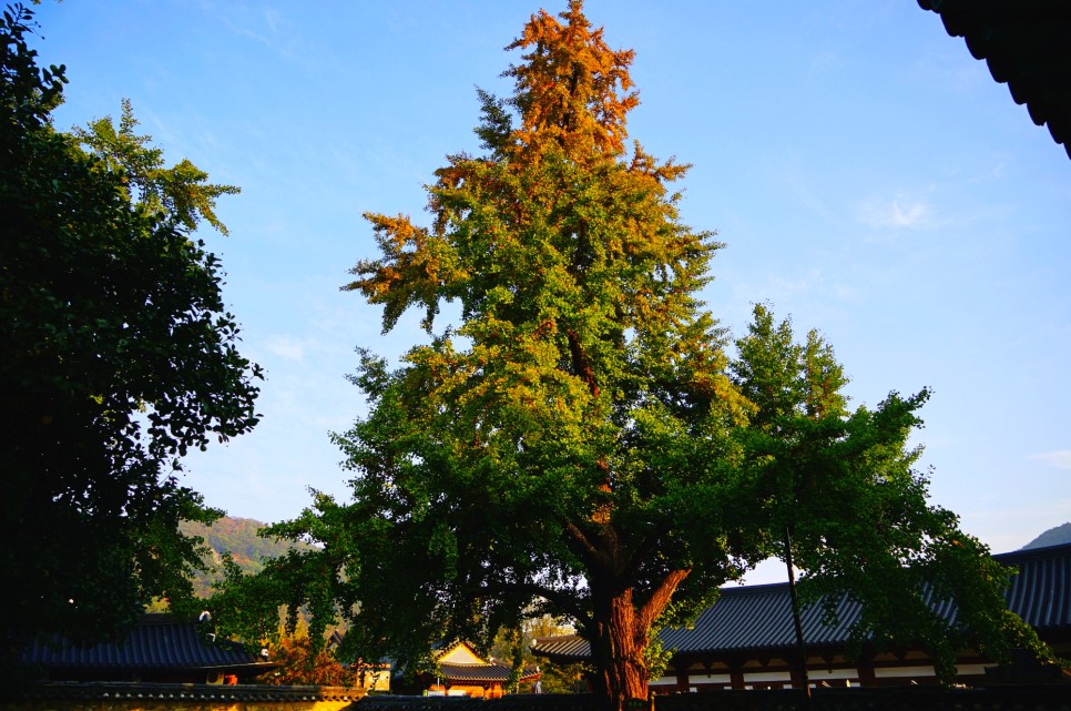 전주 가볼만한곳 전주한옥마을 한복 입고 경기전 전주향교 은행나무 단풍 구경