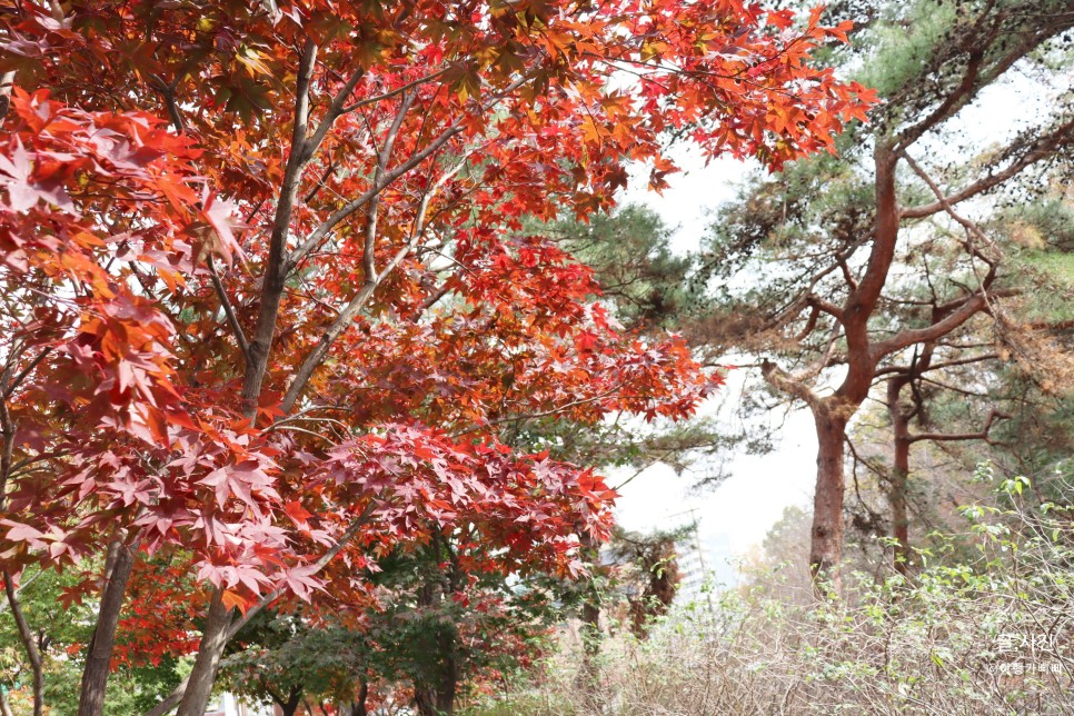 도봉동 맛집 산아래주막  연탄불고기 대박구성 푸짐그자체