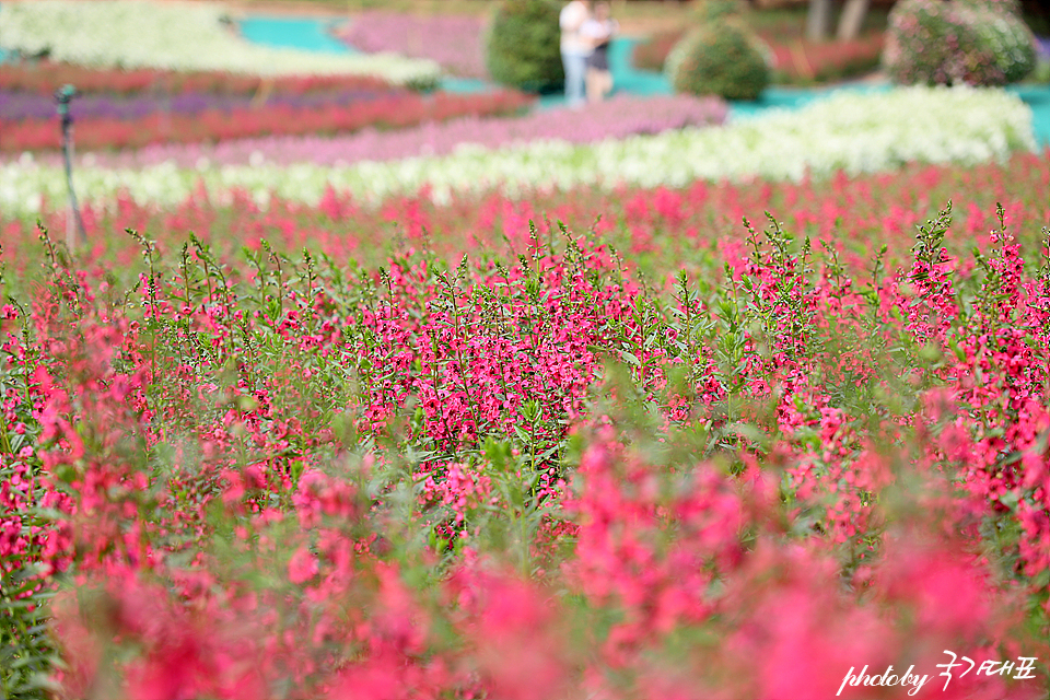 태안 가을꽃축제 안면도 여행 꽃박람회 코리아플라워파크