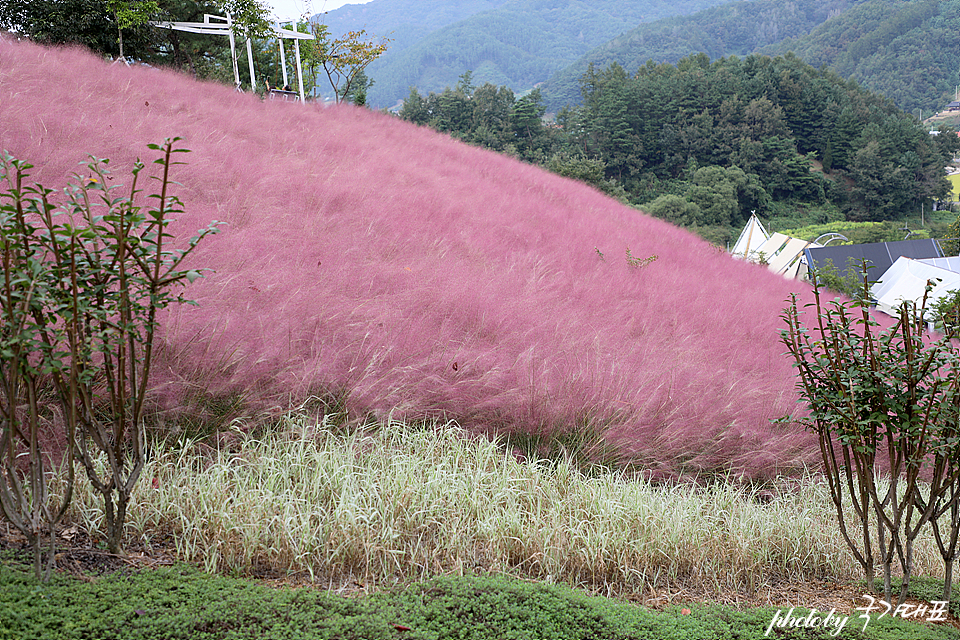 충남 금산 가볼만한곳 금산 핑크뮬리 꽃구경 충남나들이