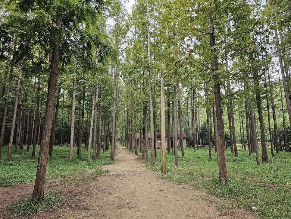 영덕 가볼만한곳 벌영리 메타세콰이어 숲 길 산책하고 영덕 강구항 방파제 낚시 여행