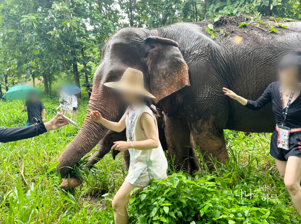 아이와 치앙마이 여행 코끼리 에코파크 투어 먹이주고, 산책하고, 목욕시키기