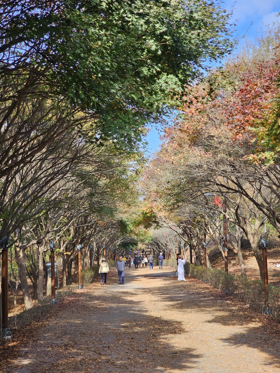 청주 근교 단풍 명소 천안 독립기념관 단풍나무숲길 올해는 실망이야!