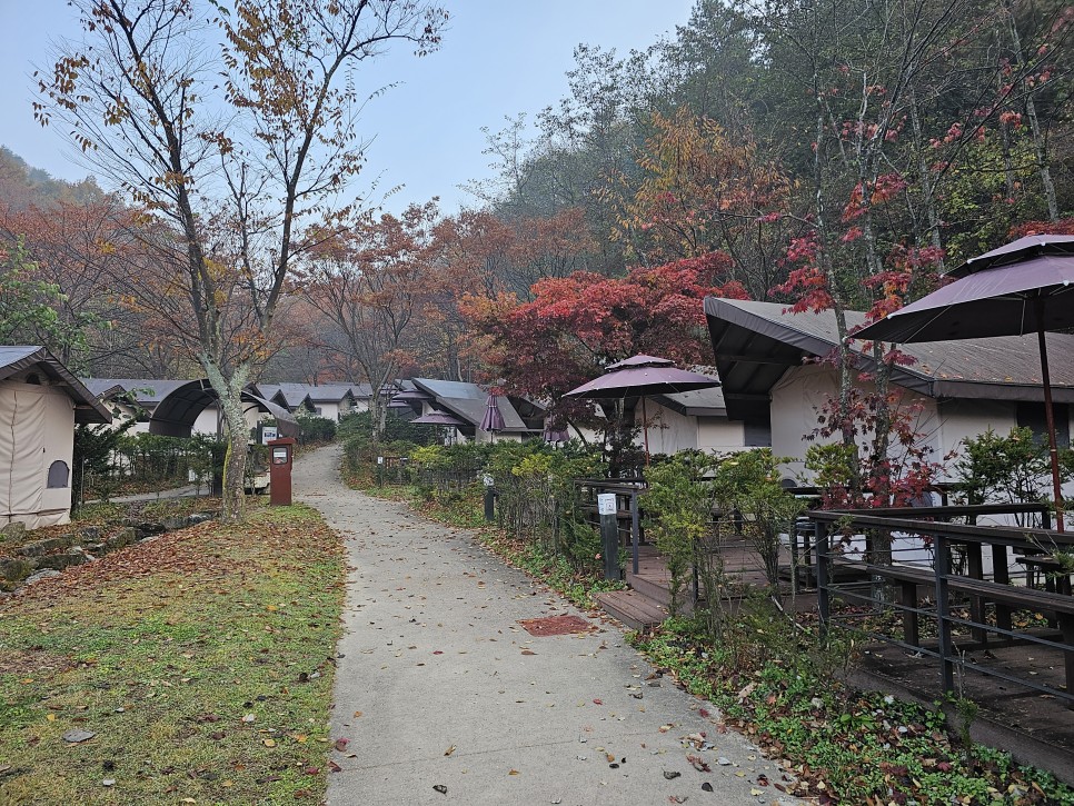 단풍 CAMPING 국립공원 캠핑장 소백산 삼가야영장