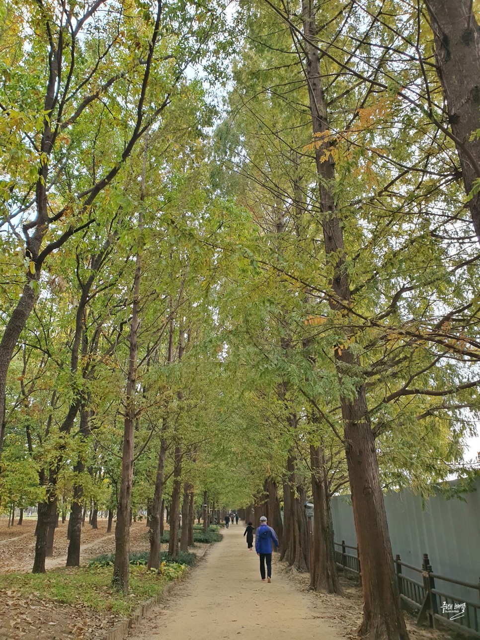 경기도 가을여행지 단풍명소 일산호수공원 메타세콰이어길