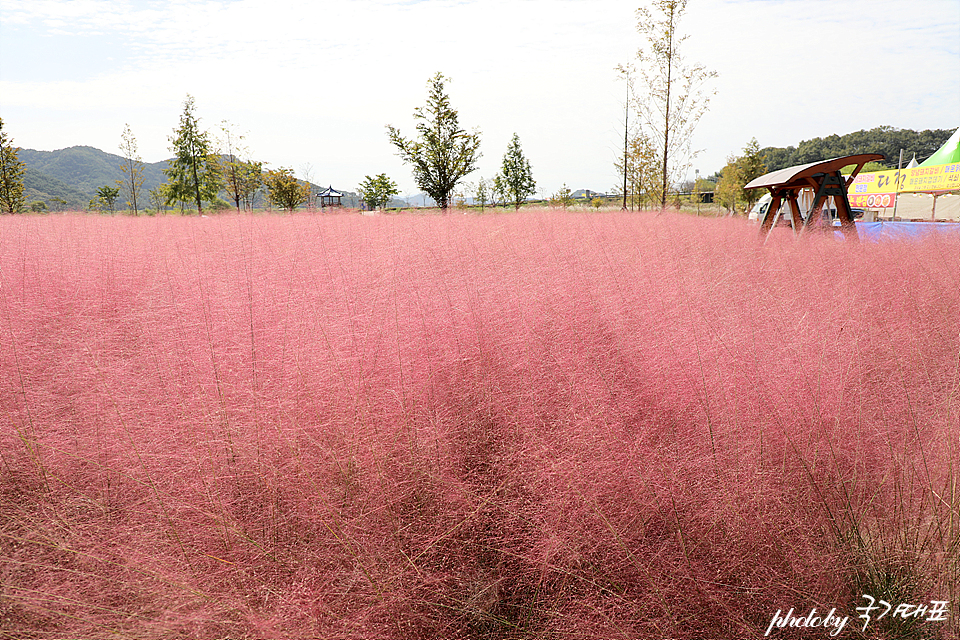 10월 가볼만한곳 의령 댑싸리 축제 경남 핑크뮬리 명소