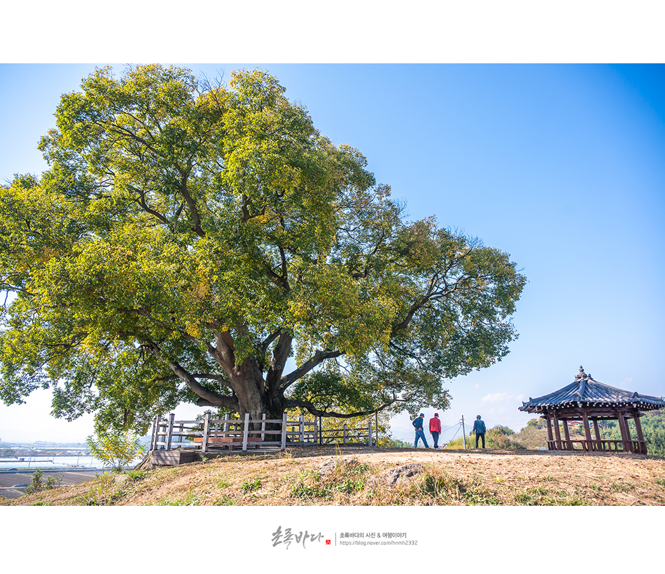 창원 여행 볼거리 창원 동부마을 팽나무 이상한 변호사 우영우 소덕동 촬영지 팽나무