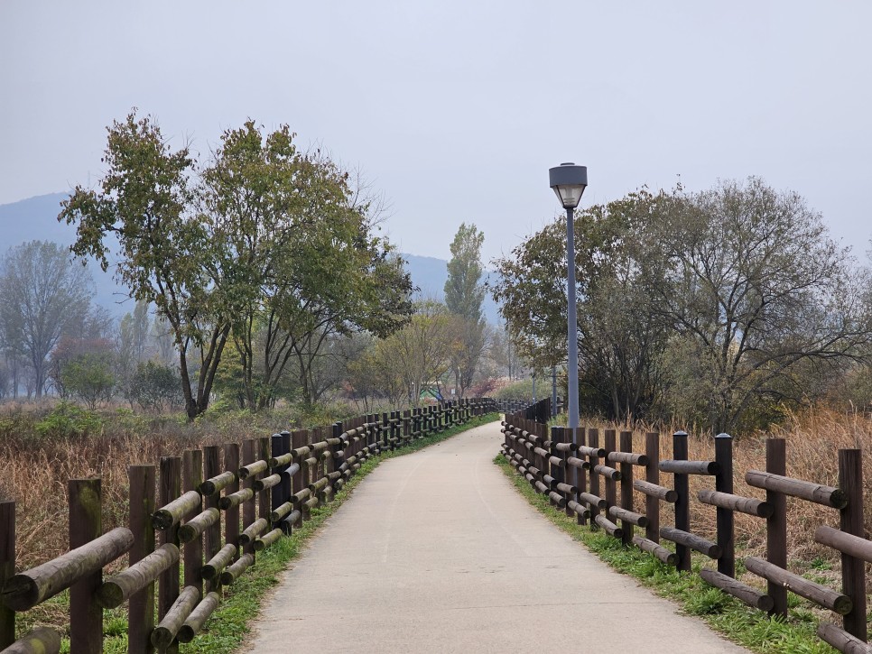 서울 근교 단풍 여주 강천섬 유원지 은행나무 단풍 길