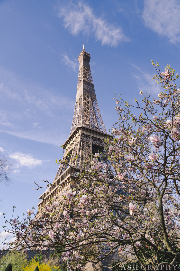 3월 파리, 코로나, 에펠탑, 벚꽃 / 파리스냅