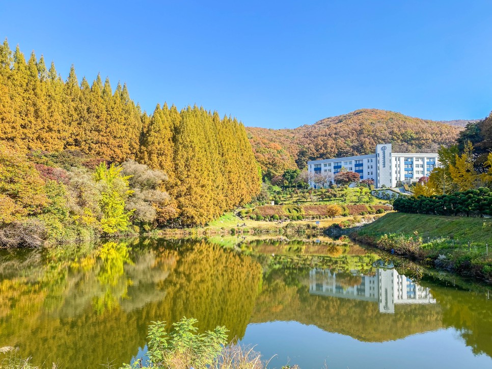 용인 가볼만한곳 단풍 명소 한국외국어대학교 산책로 데이트 코스