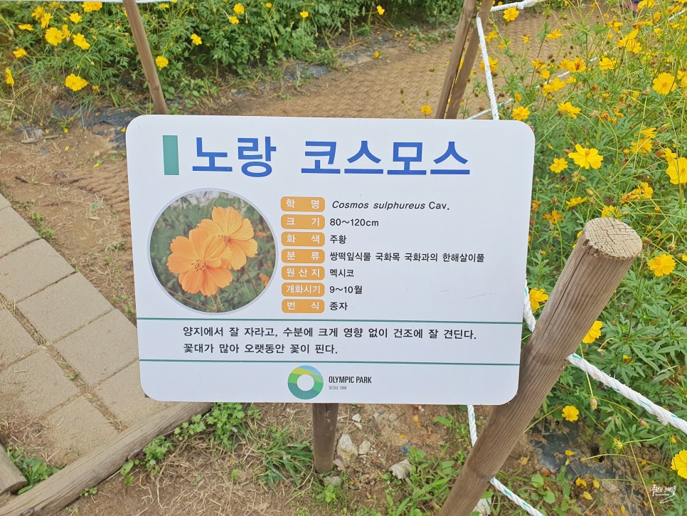 10월 가을 꽃구경 가볼만한곳 서울 올림픽공원 들꽃마루 코스모스 장미광장