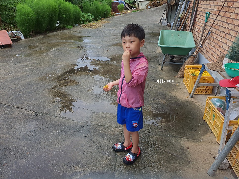 강릉 복사꽃마을 복숭아 따기 농장체험 수확시기라 실했다