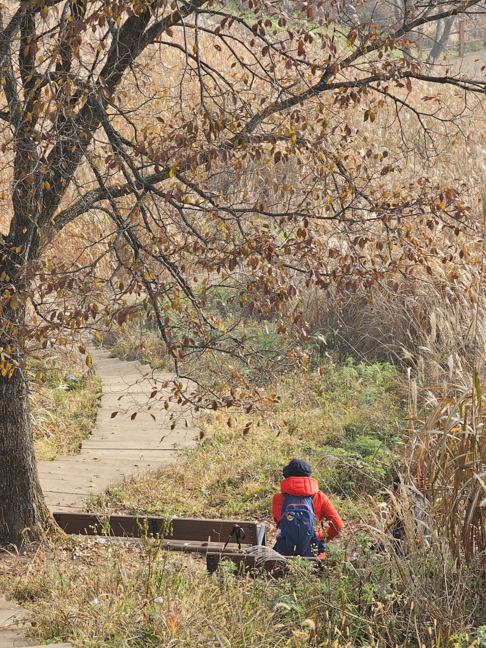 민둥산 최단 등산 가을 산행 3km 걷기 후기 초보 등산 코스 추천