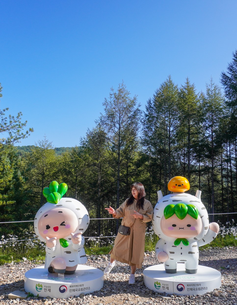 강원 인제가볼만한곳 인제 원대리 속삭이는 자작나무숲