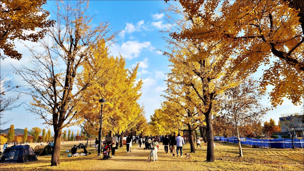 여주 드라이브 가볼만한곳 여주 강천섬 유원지 은행나무 경기도 여주 여행!