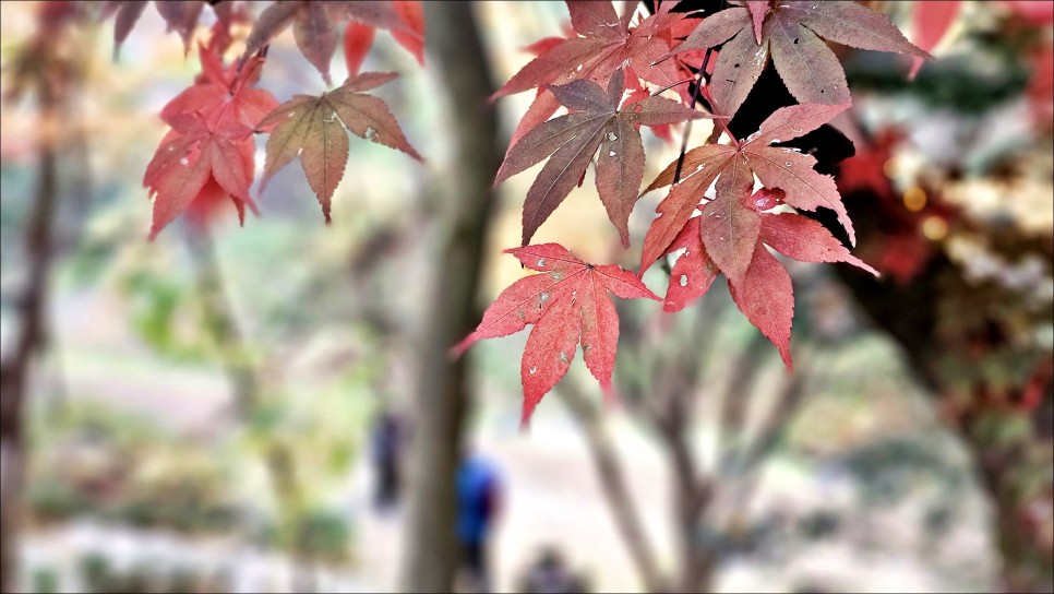 경기 광주 가볼만한곳 남한산성 순교성지 단풍으로 물든 가을 소경!