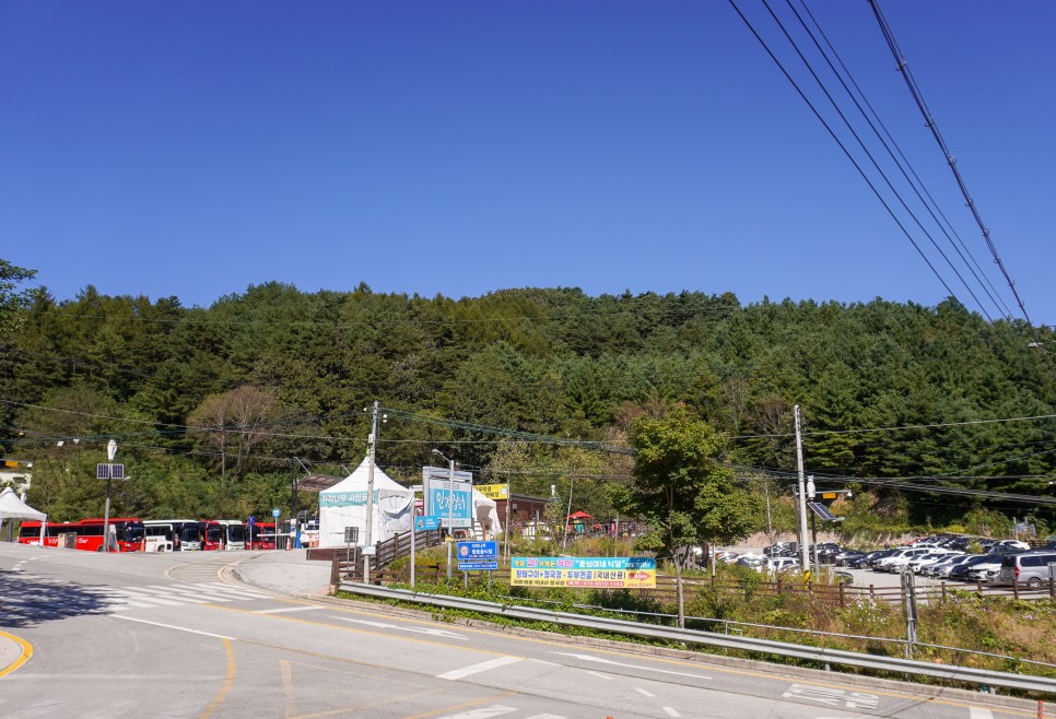 강원 인제가볼만한곳 인제 원대리 속삭이는 자작나무숲