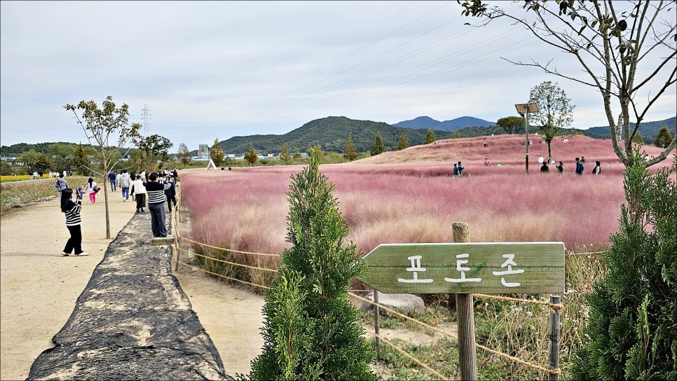 경남 데이트코스 합천 신소양체육공원 핑크뮬리 경남 합천 여행!