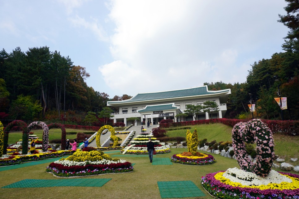 청주 가볼만한곳 추정리메밀밭 생명누리공원 메밀꽃 코스모스 10월 청주 여행 코스