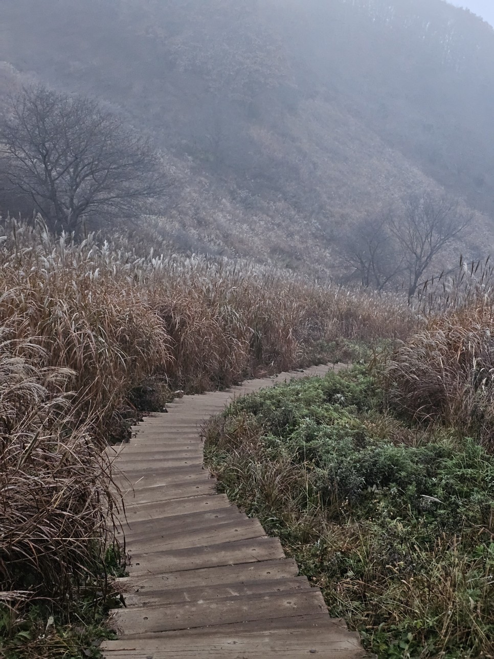 민둥산 최단 등산 가을 산행 3km 걷기 후기 초보 등산 코스 추천