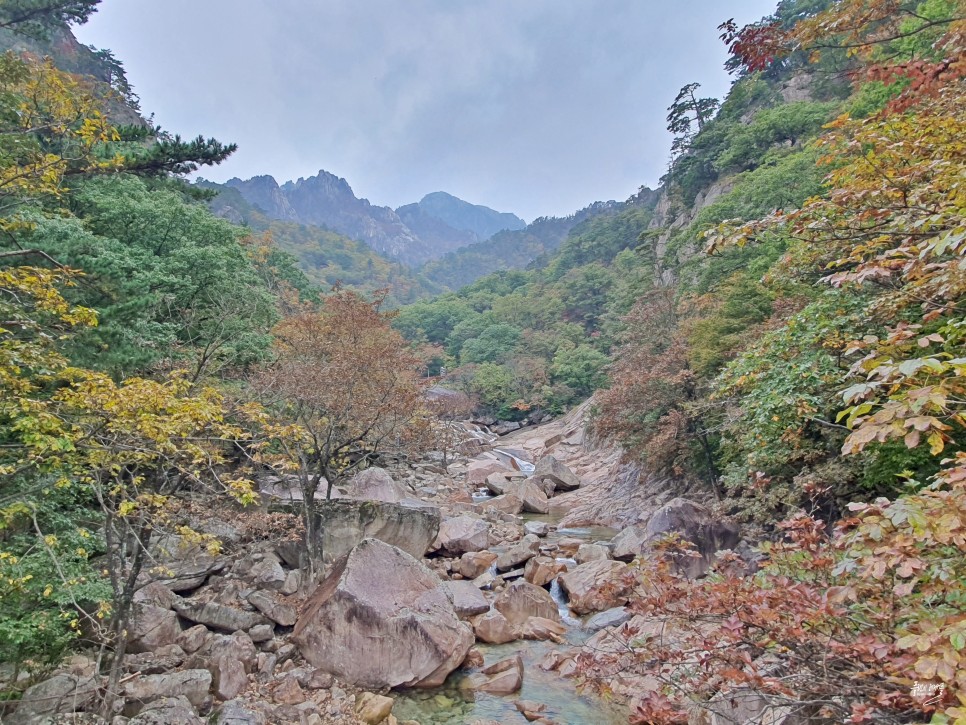 실시간 설악산 단풍 권금성 케이블카 비선대