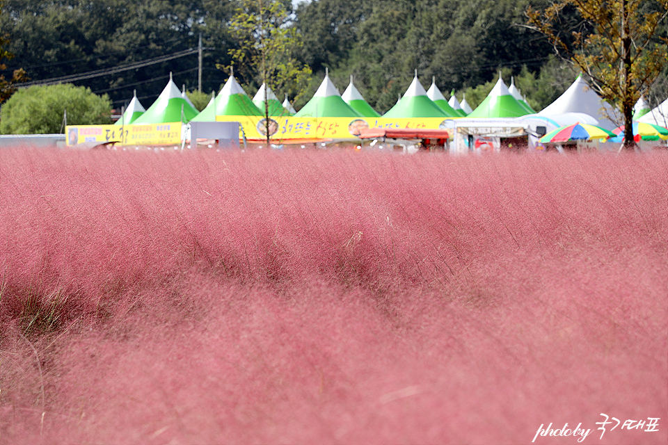 10월 가볼만한곳 의령 댑싸리 축제 경남 핑크뮬리 명소