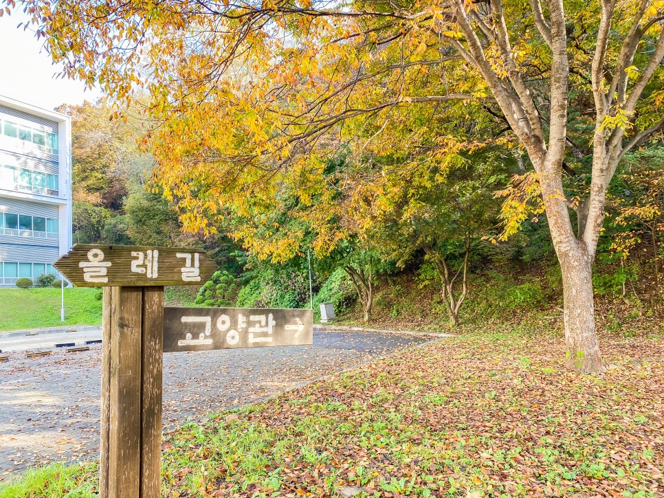 용인 가볼만한곳 단풍 명소 한국외국어대학교 산책로 데이트 코스
