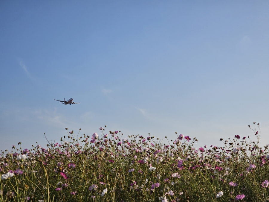 인천공항 하늘정원 비행기 보고 코스모스 밭 30분 하이킹 걷기
