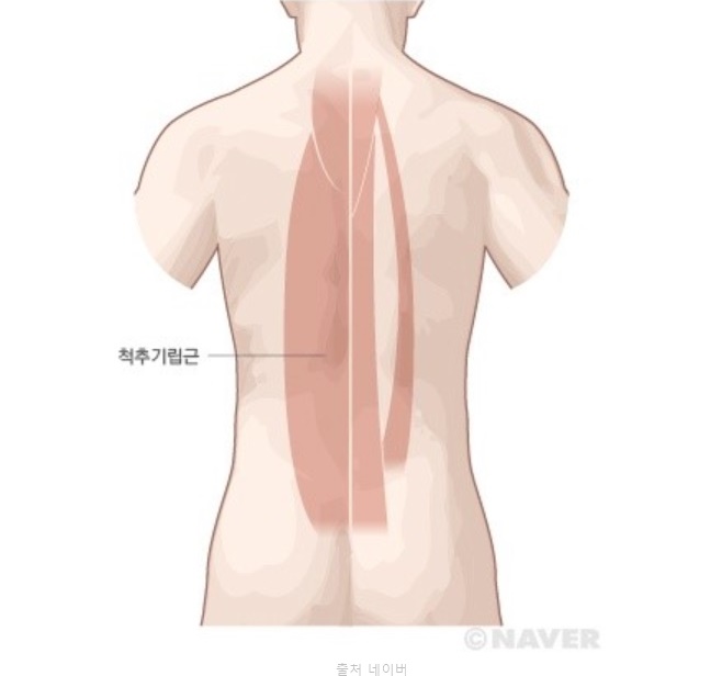 브릿지 자세 힙브릿지 척추 기립근 운동 종류 홈트 엉덩이근육 햄스트링 허리 코어 강화 효과