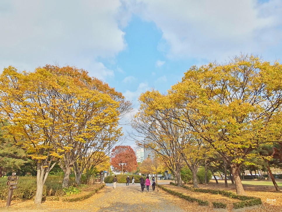 경기도 가을여행지 단풍명소 일산호수공원 메타세콰이어길